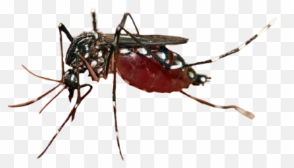 Mosquito Mosquitoes Insect Insecto - Aedes Aegypti Emoji,Mosquito Emoji