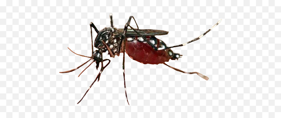 Mosquito Mosquitoes Insect Insecto - Aedes Aegypti Emoji,Mosquito Emoji