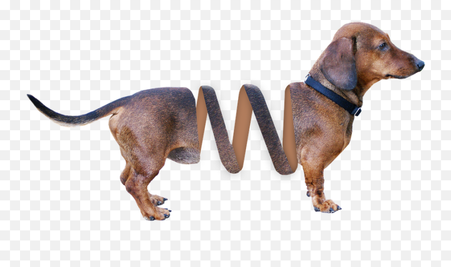 Dachshund Dog Animal - Dachshunds Smart Emoji,Wiener Dog Emoji
