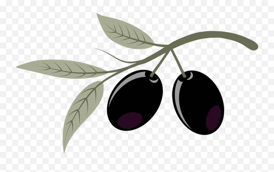 Olives Fruits Plant Branch Olive - Olive Emoji,Olive Oil Emoji