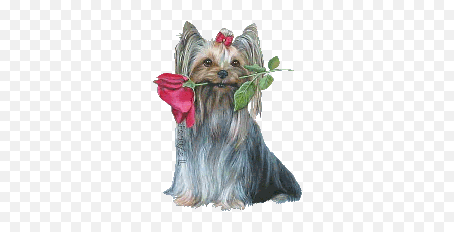Happy Mothers Day Yorkie Girl And Dog - Gif De Perros Yorkie Emoji,Happy Mothers Day Emoji