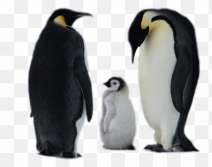 Popular And Trending Penguins Stickers On Picsart - Emperor Penguin South Pole Emoji,Pittsburgh Penguins Emoji