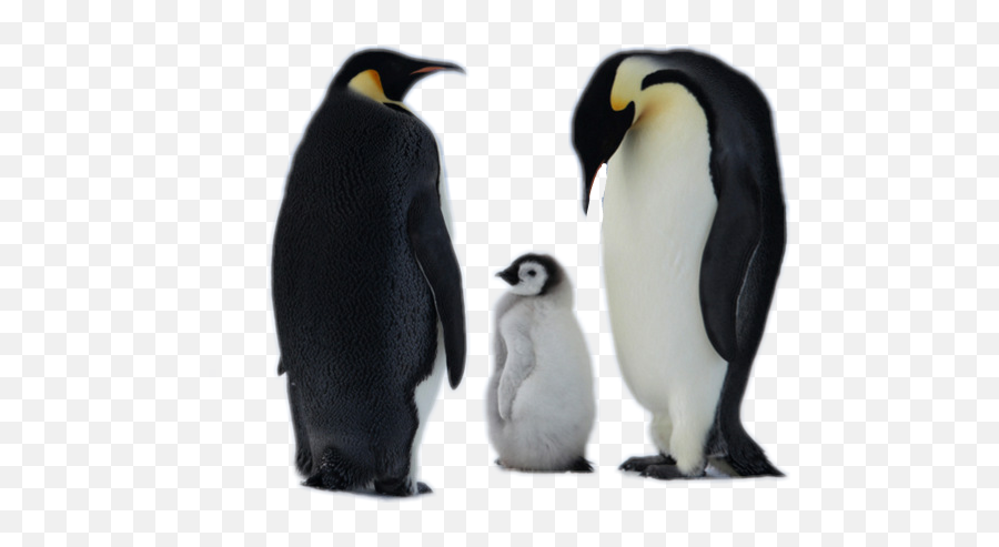 Popular And Trending Penguins Stickers On Picsart - Emperor Penguin South Pole Emoji,Pittsburgh Penguins Emoji