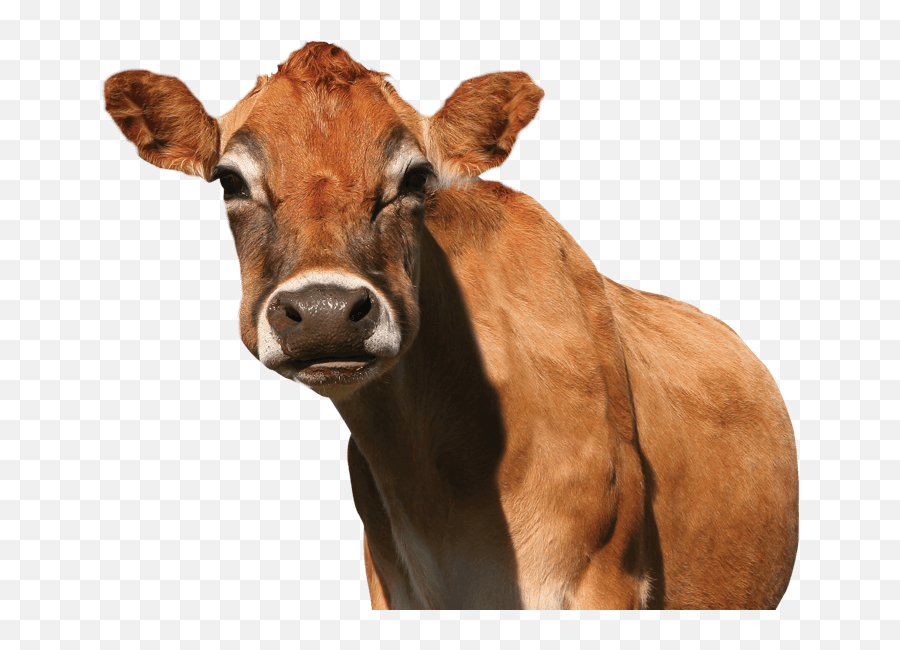 Download Meet The Jersey Cows Of Promised Land Dairy In Our - Promised Land Jersey Cows Emoji,Cow Emoji Png