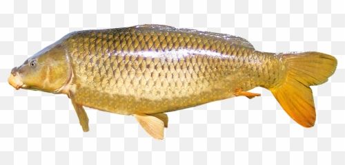 Isolated Carp Freshwater Fish - Koi And Carp Fish Difference Emoji,Emoji Pencil Case