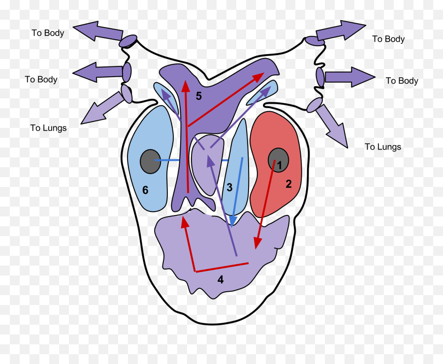 Copy Of Ap Bio - Regions Of The Heart Transparent Cartoon Trace One Drop Of Blood Emoji,Rainbow Heart Emoji Copy And Paste