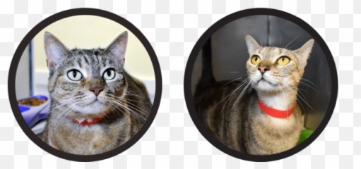 Meet Our Fosters - Tabby Cat Emoji
