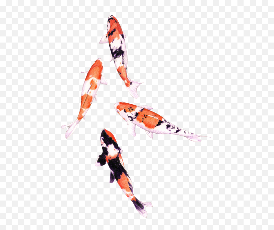 Koi Fish Koifish - Transparent Koi Fish Png Emoji,Koi Fish Emoji