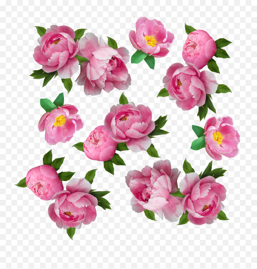 Like - Floral Emoji,White Rose Emoji