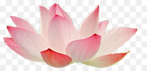 Free White Lotus Flower Png Download - Pink Lotus Flower Transparent Emoji,Lotus Flower Emoji