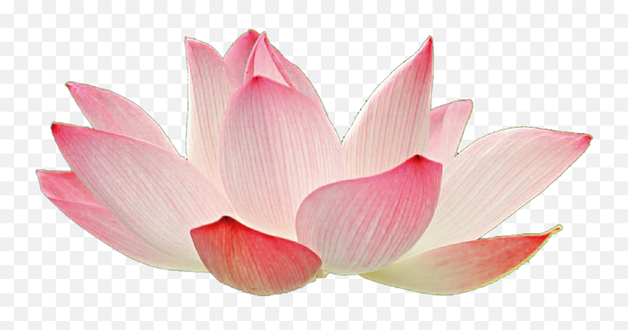 Free White Lotus Flower Png Download - Pink Lotus Flower Transparent Emoji,Lotus Flower Emoji
