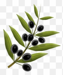 Olives Fruits Olive Tree - Transparent Background Olive Branch Png Emoji,Olive Oil Emoji