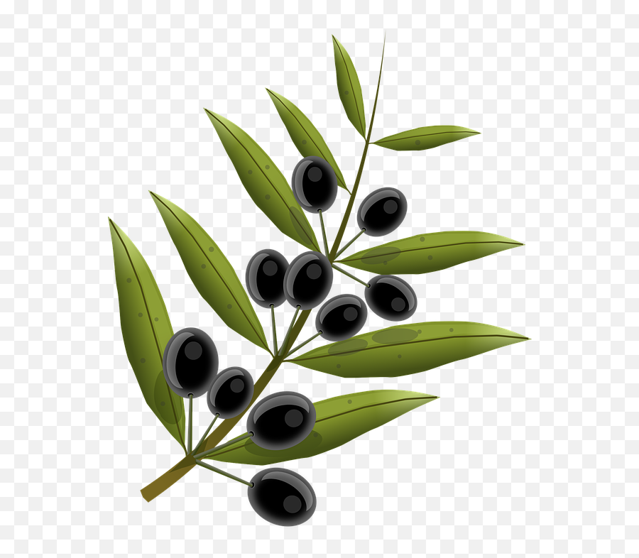 Olives Fruits Olive Tree - Transparent Background Olive Branch Png Emoji,Olive Oil Emoji