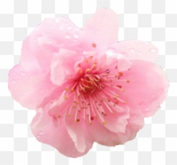 Single Cherry Blossom Transparent Background - Flower Cherry Blossom Png Emoji,Sakura Flower Emoji