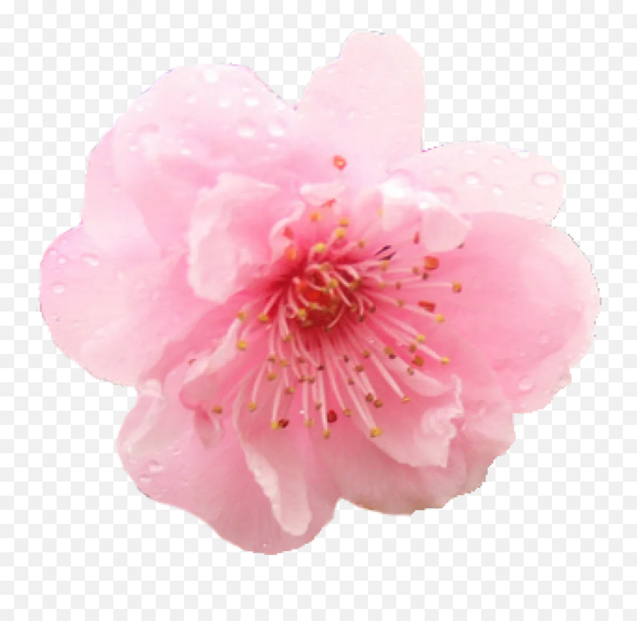 Single Cherry Blossom Transparent Background - Flower Cherry Blossom Png Emoji,Sakura Flower Emoji