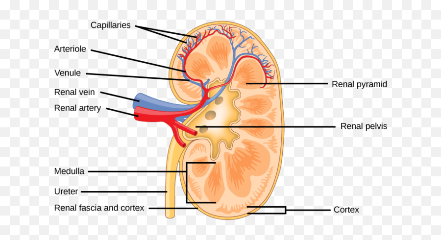 Nephron Drawing Heart Transparent U0026 Png Clipart Free - Kidney Structure Emoji,Kidney Emoji