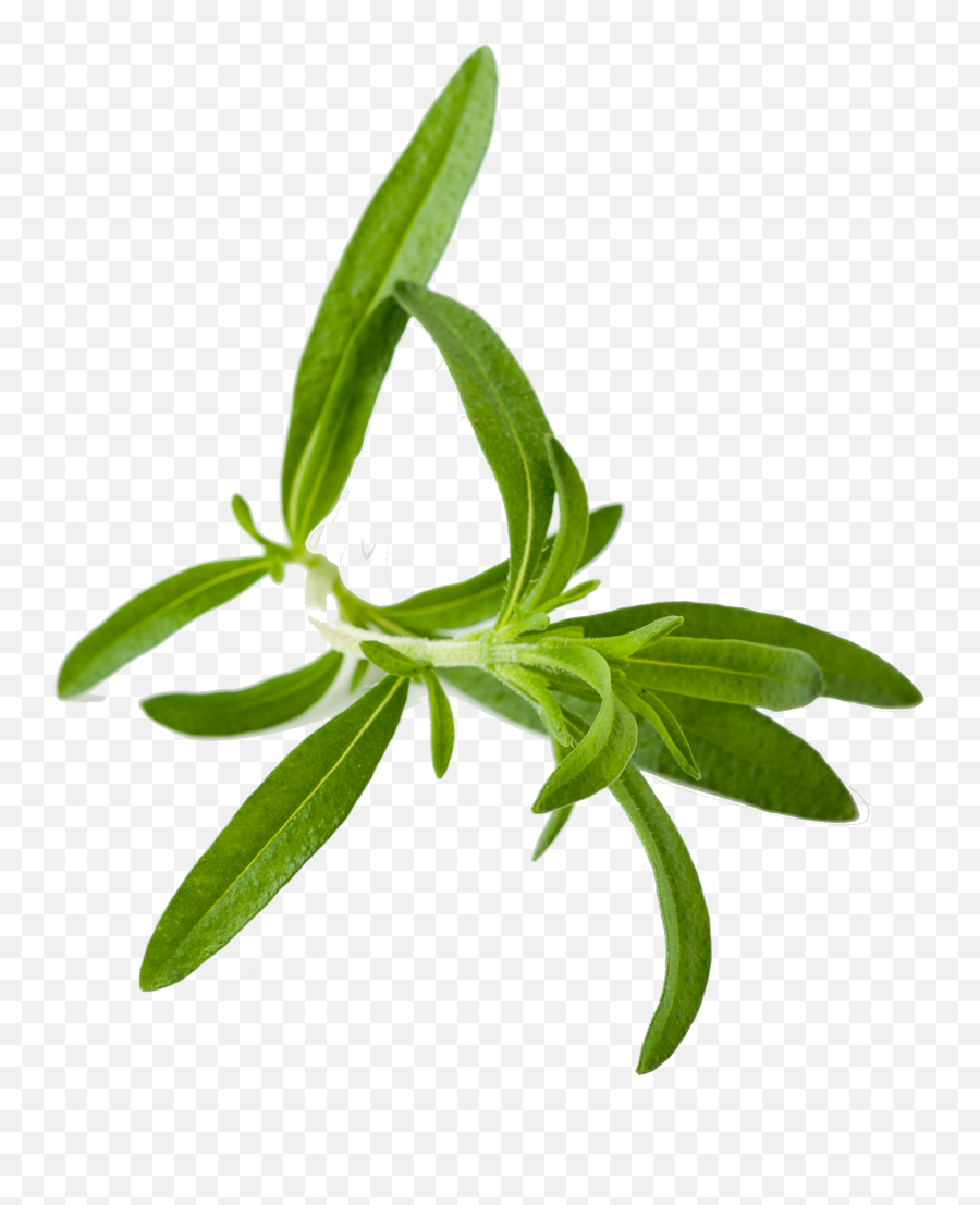 Herb Png Images U0026 Free Herb Imagespng Transparent Images - Herb Png Emoji,Herb Emoji