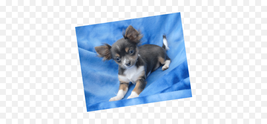 Chihuahua Litter Blue Tan Puppies - Blue Long Haired Chihuahua Puppy Emoji,Chihuahua Emoji