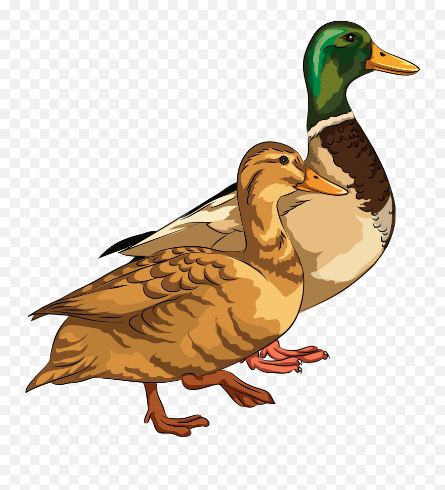 Male And Female Mallard Ducks Clipart Free Download - Ducks Clipart Emoji,Venus Emoji