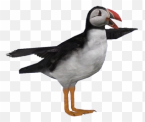 Atlantic Png And Vectors For Free - Atlantic Puffin Emoji,Puffin Emoji