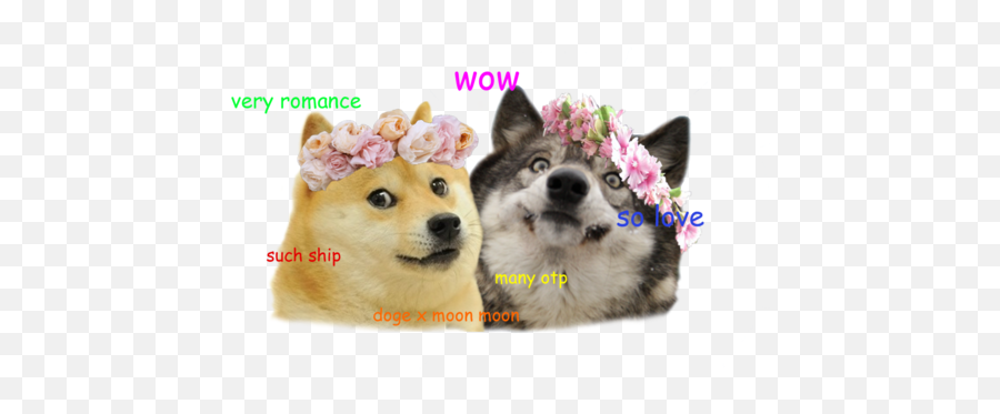 A Linguist Explains The Grammar Of Doge Moon Moon And Doge Emoji Free Transparent Emoji Emojipng Com - doge emoji roblox