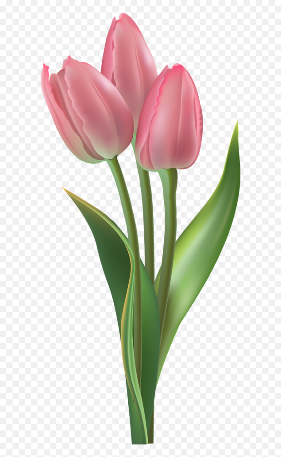 Clipart Easter Tulip Transparent - Tulip Transparent Background Emoji,Tulips Emoji