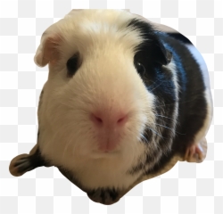 Poppy Guineapig Guinea Pig Iloveguineapigs Guineapiglov - Guinea Pig Emoji,Guinea Pig Emoji
