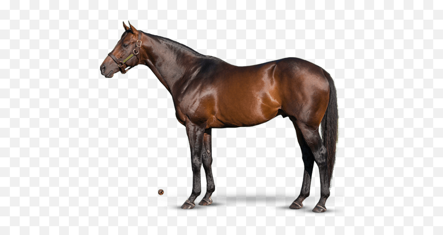 Transparent Horses Thoroughbred Transparent U0026 Png Clipart - Always Dreaming Horse Stud Emoji,Kentucky Derby Emojis