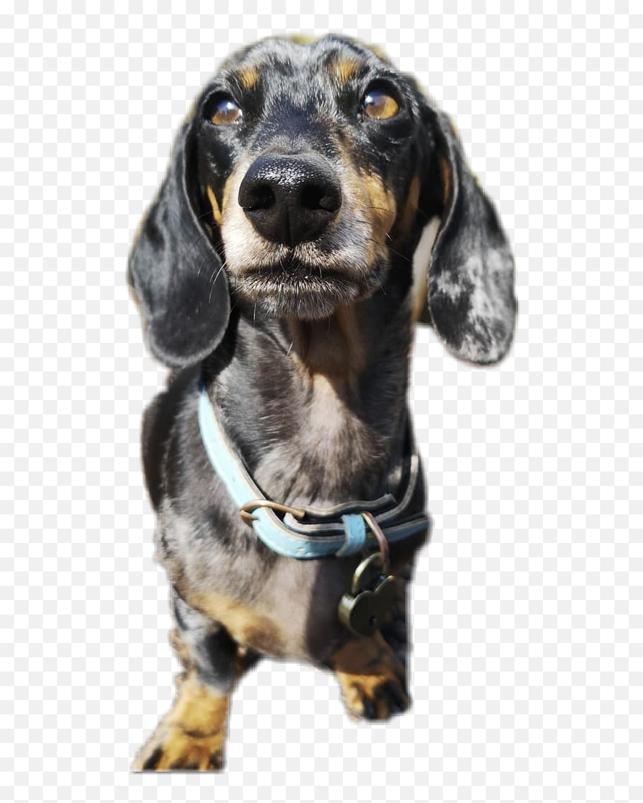 Dachshund Dog Dogsofpicsart Doglove - Austrian Black And Tan Hound Emoji,Wiener Dog Emoji