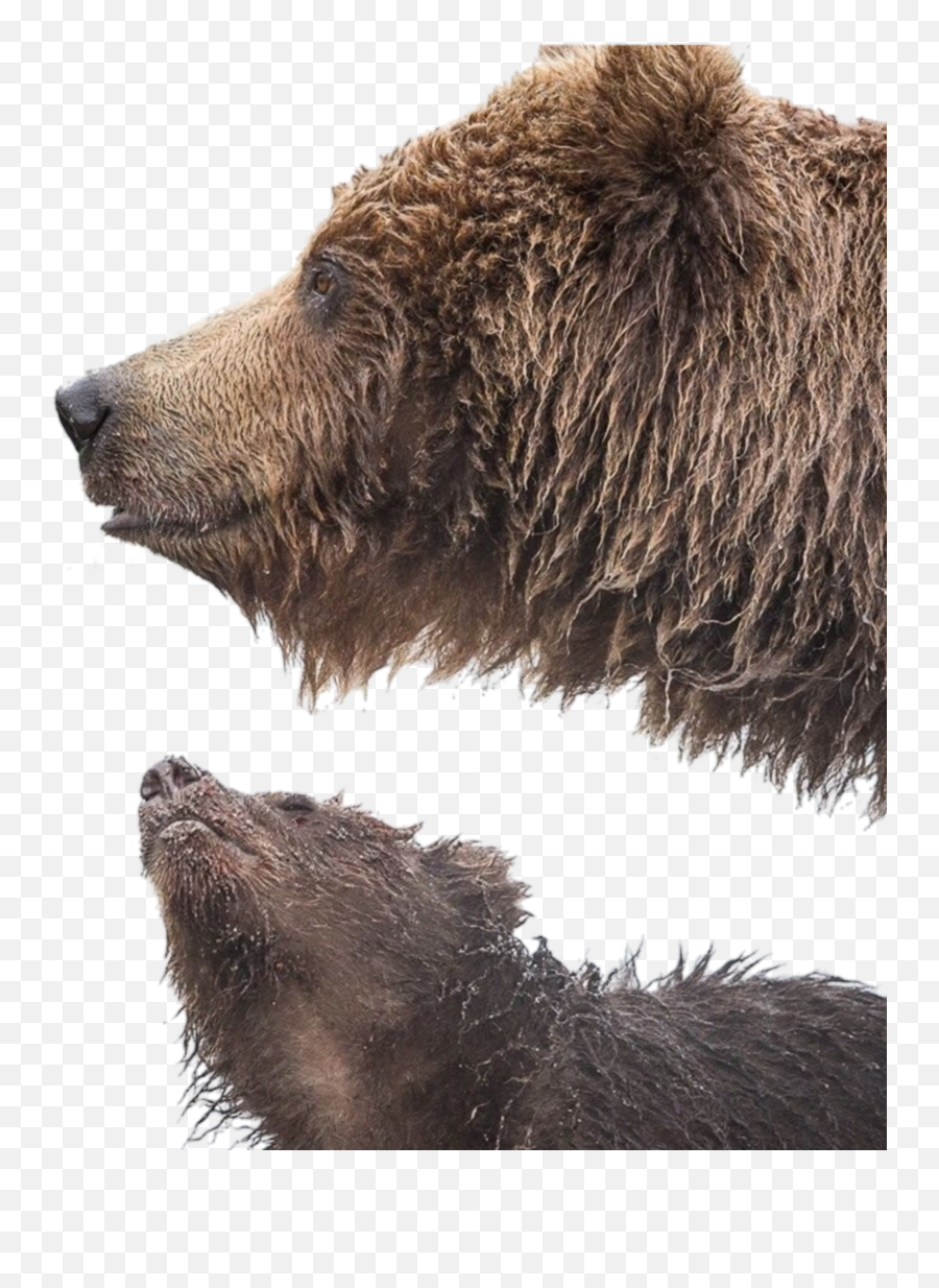Bears Animal Bear - Sticker By Grizzly Bear Emoji,Grizzly Bear Emoji