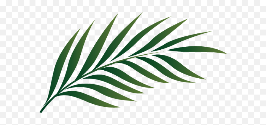 Png Palm Leaf - Palm Leaf Png Clipart Full Size Clipart Palm Leaf Clipart Emoji,Palm Tree Emoji Transparent