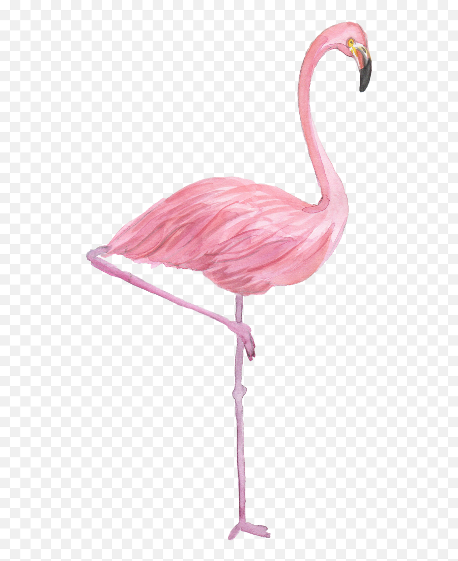 Free Transparent Flamingo Png Download - Pink Flamingo Drawing Png Emoji,Flamingo Emoji