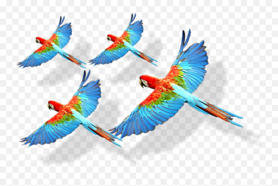 Mq Birds Bird Flying Rio Sticker - Desenho De Araras Voando Emoji,Flying Bird Emoji