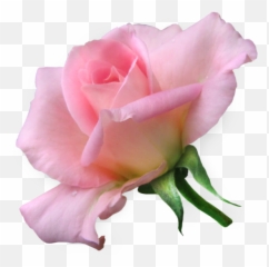 Frequency - Fresh Emoji,White Rose Emoji