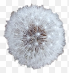Flor Flower Dandelion Dientedeleon Deseos - Dandelion Emoji,Dandelion Emoji