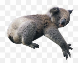 Koala Png Images Transparent Koala - Koala Png Transparent Emoji,Koala Emoji Png