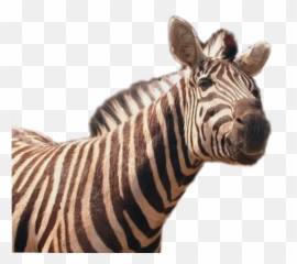 Free Png Images - High Resolution Zebra Png Emoji,Zebra Emoji Iphone