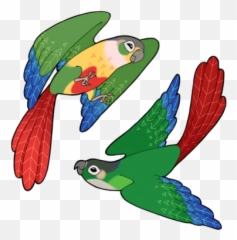 Green Cheek Conures - Clipart Emoji