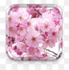 Download Sakura Live Wallpapers Cherry Blossom Themes For Emoji,Sakura Flower Emoji