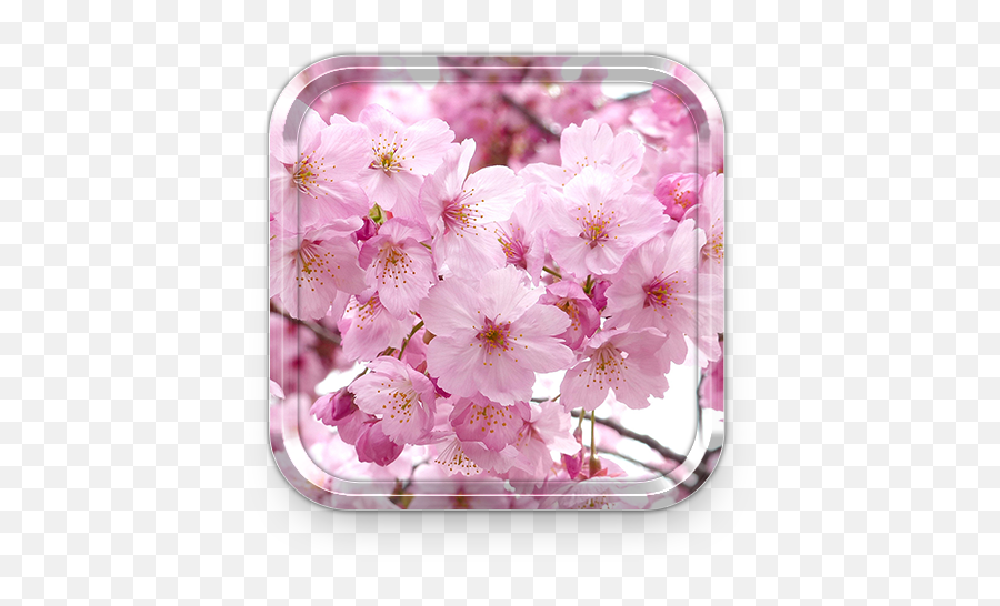 Download Sakura Live Wallpapers Cherry Blossom Themes For Emoji,Sakura Flower Emoji