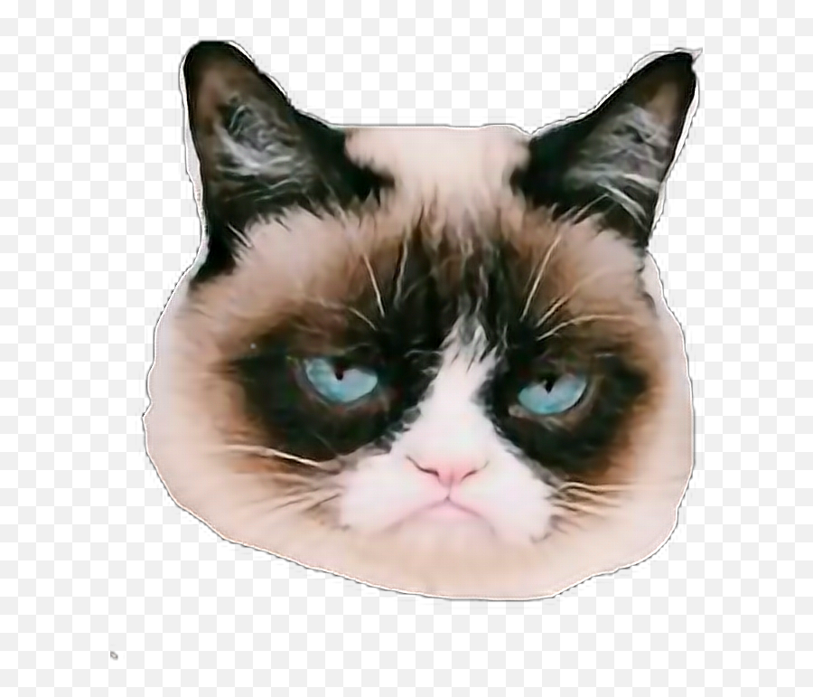 Grumpycat Grump Grumpy Cats Sticker - Grumpy Cat Emoji,Grumpy Cat Emoji
