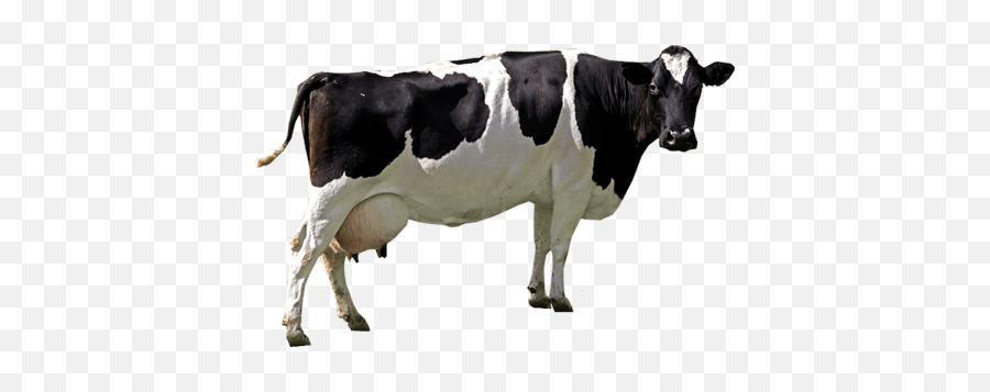 Download Cow Png Image Hq Png Image - Cow Png Emoji,Cow Emoji Png