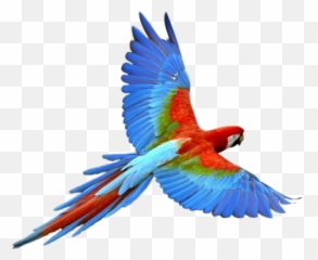 Tawny Png And Vectors For Free Download - Parrot Transparent Emoji