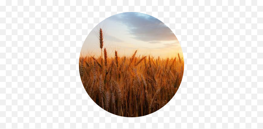 Wheat Aesthetic Background Freetoedit - Wheat Emoji,Wheat Emoji