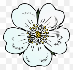 Apple Blossom Clip Art Transparent Png - Wild Rose Clipart Emoji,White Rose Emoji