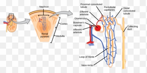 Nephron Drawing Heart Transparent Png - Functional Unit Of The Kidney Emoji,Kidney Emoji