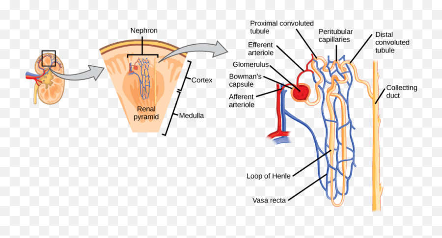 Nephron Drawing Heart Transparent Png - Functional Unit Of The Kidney Emoji,Kidney Emoji