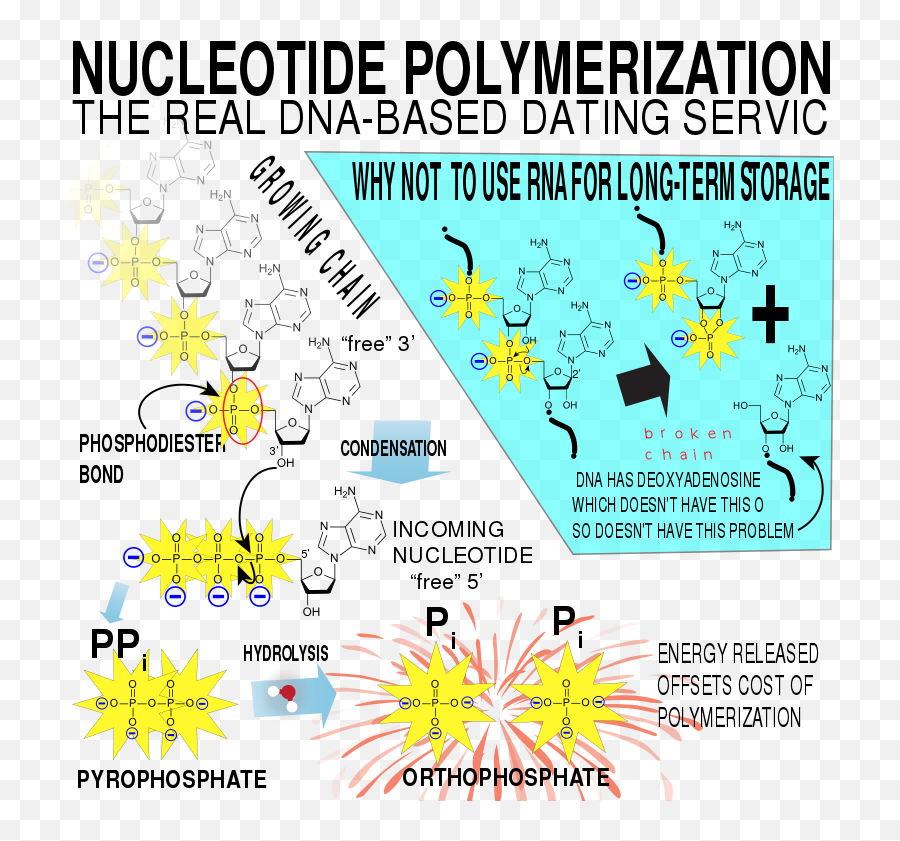 Nucleic Acid Polymerization - Illustration Emoji,Human Form Of The 100 Emoji