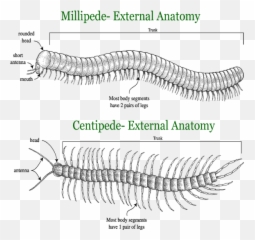 Insect Clipart Centipede Insect - Male Vs Female Millipede Emoji,Centipede Emoji