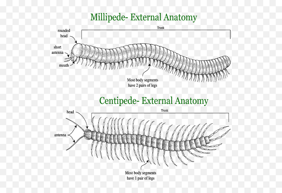 Insect Clipart Centipede Insect - Male Vs Female Millipede Emoji,Centipede Emoji